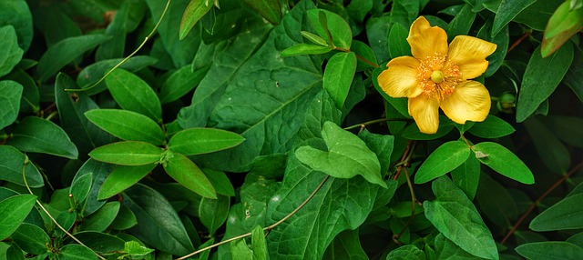 Du lịch Ba Vì Hà Nội ngắm hoa dã quỳ nở