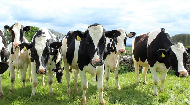 những chú bò sữa đáng yêu tại nông trại bò sữa TH true milk