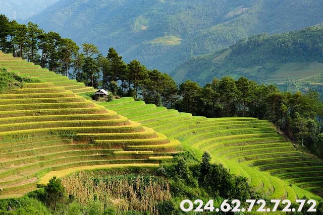 Mù Cang Chải